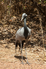Large grey bird with grass behind