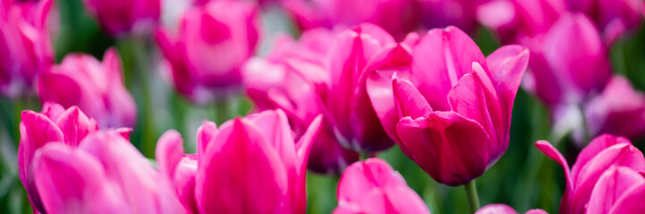 Obraz premium selective focus of beautiful pink colorful tulips, panoramic shot