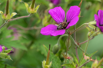 Abejas polinizando flor rosa