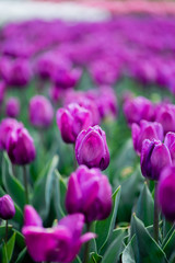 Fototapeta premium selective focus of beautiful purple colorful tulips