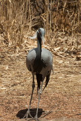 Large grey bird with grass behind