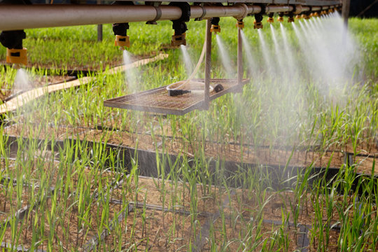 irriga&ccedil;&atilde;o em planta&ccedil;&atilde;o de cana de a&ccedil;&uacute;car