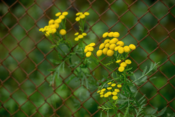 Common tansy - a plant with yellow flowers is used as an insecticidal agent against fleas and...