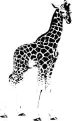 Hand drawn wild animal. Giraffe. Vector isolated on a transparent background