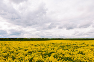 Obraz premium Amazing colorful landscape. A yellow field of flowering rapeseed against a blue sky with clouds.