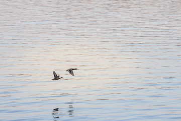 Two ducks, mallard, a female and a male, also called anas platyrhynchos, flying together over the water of a river at dusk, during the migration period