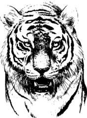 Hand drawn wild animal. Tiger. Vector isolated on a transparent background