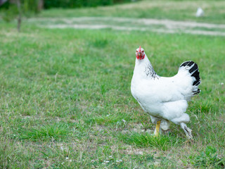 White chicken (hen) on a eco farm in the green grass