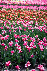 Fototapeta premium selective focus of beautiful colorful tulips growing in field