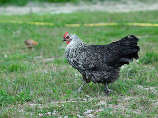 Black hen on green grass on the eco farm