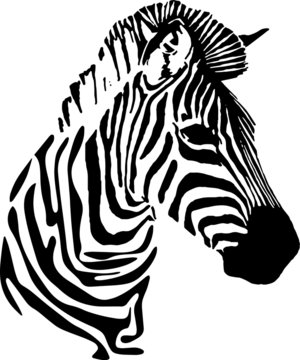Hand drawn wild animal. Zebra. Vector isolated on a transparent background