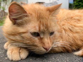 The red cat lies and basks in the sun. The cat is resting on a track in the yard. The animal is sleeping on the street.