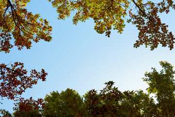 Obraz premium Autumn trees with yellow leaves against blue sky