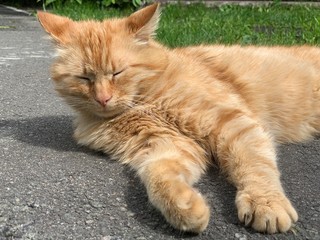 The red cat lies and basks in the sun. The cat is resting on a track in the yard. The animal is sleeping on the street.