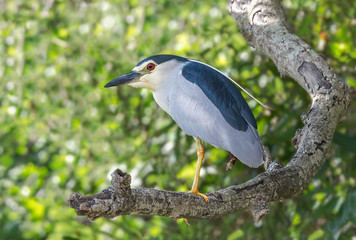 One legged night heron waits in a tree