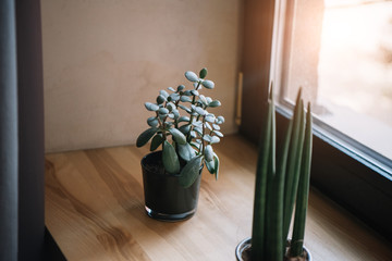 potted jade plant and sansevieria growing on windowsill