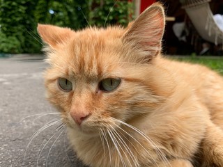 The red cat lies and basks in the sun. The cat is resting on a track in the yard. The animal is sleeping on the street.
