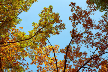 Autumn trees with yellow leaves against blue sky
