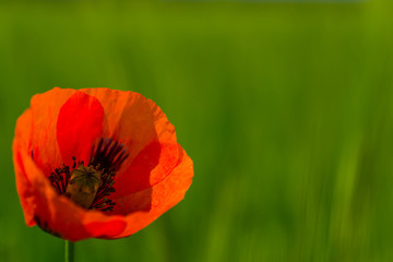 Obraz premium Poppy flower on a green background
