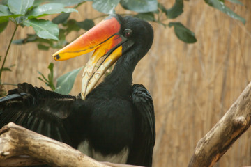 Hornbill Rhino Bird