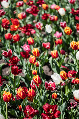 Fototapeta premium selective focus of beautiful colorful tulips with green leaves in sunlight