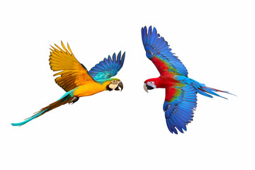 Colorful flying macaw parrots isolated on white