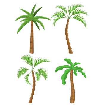 Palm trees. Tropical palm trees. Exotic palm trees