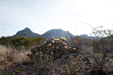 Prickly Pear blooming in the sunshine