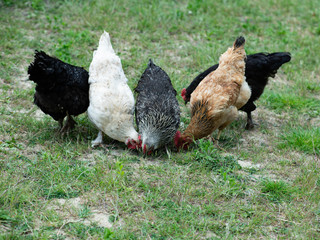 White, black, brown and grey chicken (hens) eco farm pecking grain on green grass in Sunny day