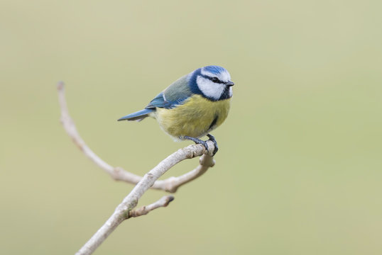 Close up shot of a cute little blue tit.