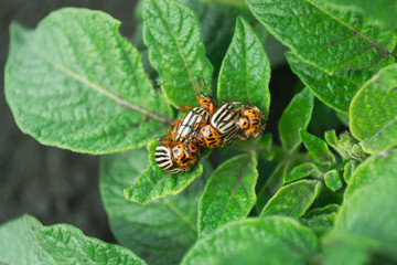 On the green leaves of potatoes sits a Colorado beetle
