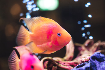 Brightly colored tropical fish swimming in a tank