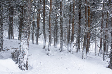 White snowy forest