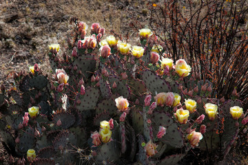 Prickly Pear blooming in the sunshine