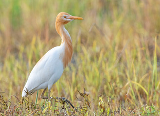 Fototapeta premium Cattle egret and beautiful spring colors in the background.