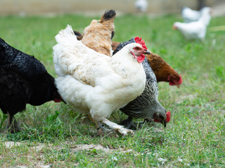 White, black, brown and grey chicken (hens) eco farm pecking grain on green grass in Sunny day