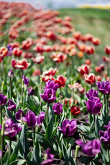 selective focus of beautiful red and purple tulips at daytime