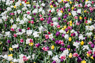 beautiful colorful tulips field at daytime