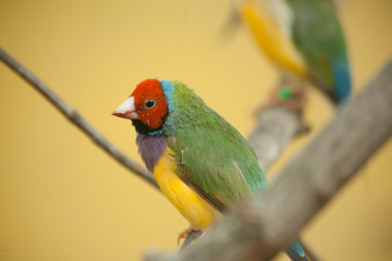 Bird sitting on a tree limb