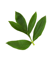 Green leaf of peony