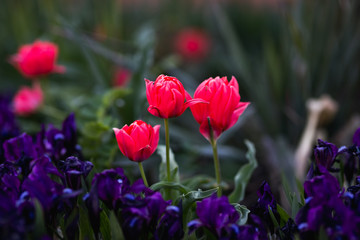 Fototapeta na wymiar Beautiful flowers. Red tulips in garden park