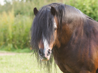 Naklejka premium Bay Stallion Headshot