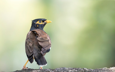 Common myna and a green background