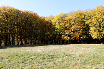 Autumn sunny day in the forest. Golden leaves.