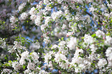 Blooming apple tree branches in spring. Flowering apple tree. White and pink color. Selective focus.