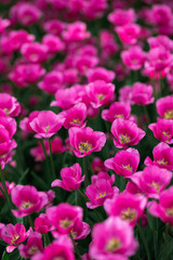 Beautiful flowers. Purple tulips in garden park