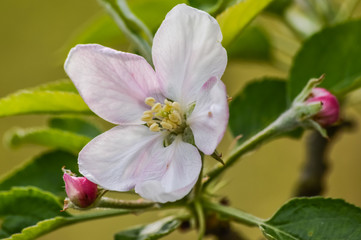 Beautiful Buds and Apple Blossoms in springtime macro view