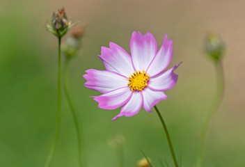 Obraz premium A beautiful cosmos flower and a background of pastel colors