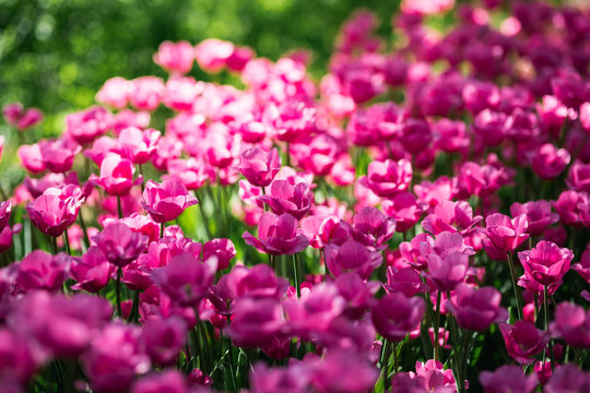 Beautiful flowers. Purple tulips in garden park