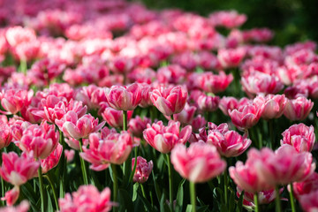 Background of spring tulip flowers